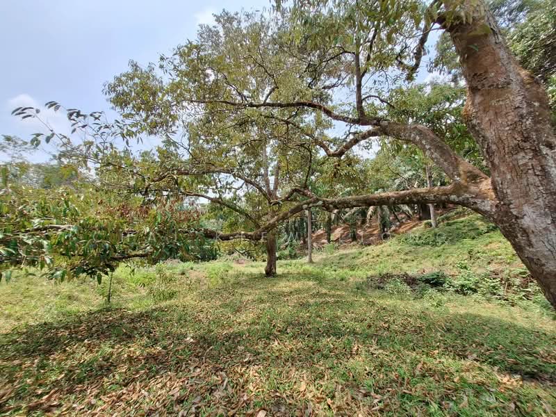 Agricultural Land for Sale in Felda Panching Utara (Kuantan) - Chai Kiew Tiong - Garden - PropertyGuru.com.my