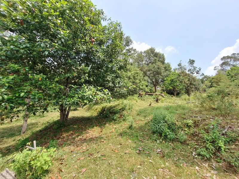 Agricultural Land for Sale in Felda Panching Utara (Kuantan) - Chai Kiew Tiong - Garden - PropertyGuru.com.my