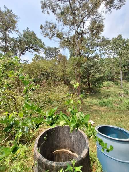Agricultural Land for Sale in Felda Panching Utara (Kuantan) - Chai Kiew Tiong - Garden - PropertyGuru.com.my