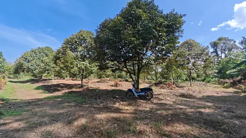 Agricultural Land for Sale in Kalumpang (Selangor) - Ahmad Zawawi Hashim - Garden - PropertyGuru.com.my