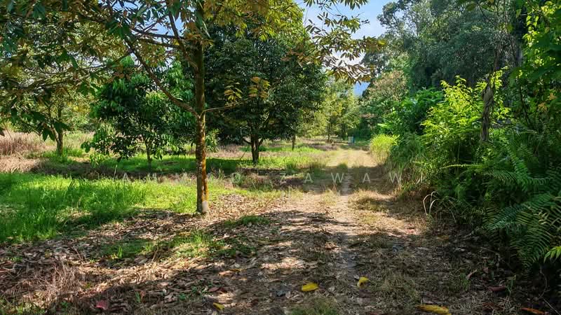 Agricultural Land for Sale in Kalumpang (Selangor) - Ahmad Zawawi Hashim - Garden - PropertyGuru.com.my