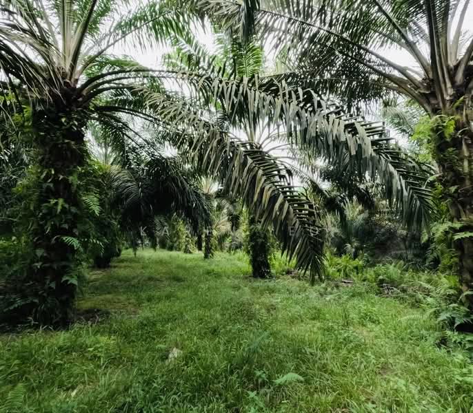 Tanah Pertanian untuk Dijual di Yong Peng (Johor) - Karen Yeo - PropertyGuru.com.my