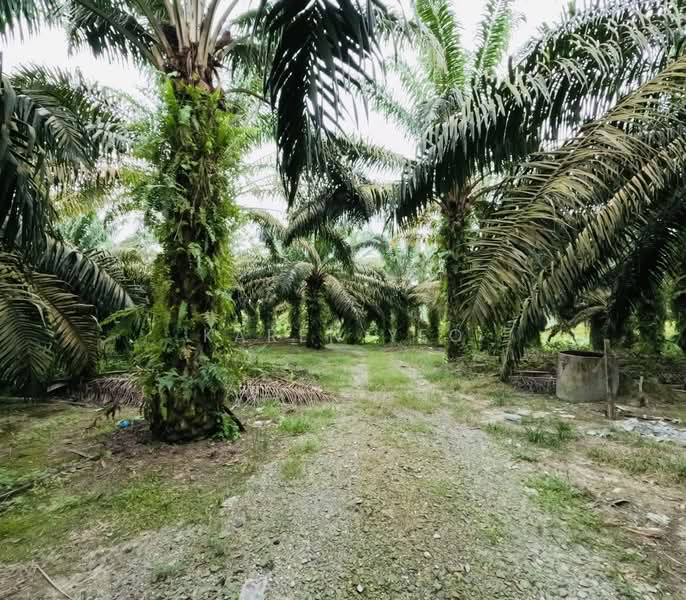 Tanah Pertanian untuk Dijual di Yong Peng (Johor) - Karen Yeo - PropertyGuru.com.my