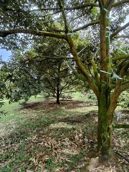 Agricultural Land for Sale in Gopeng (Perak) - SK Kok - PropertyGuru.com.my