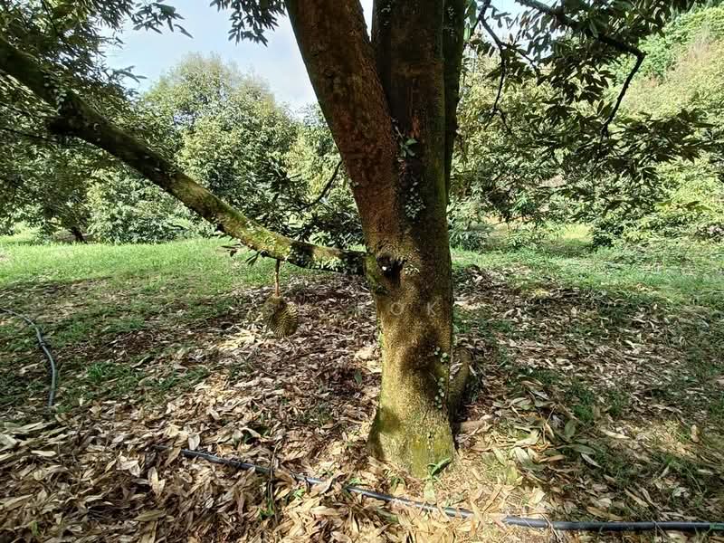 Agricultural Land for Sale in Gopeng (Perak) - SK Kok - PropertyGuru.com.my