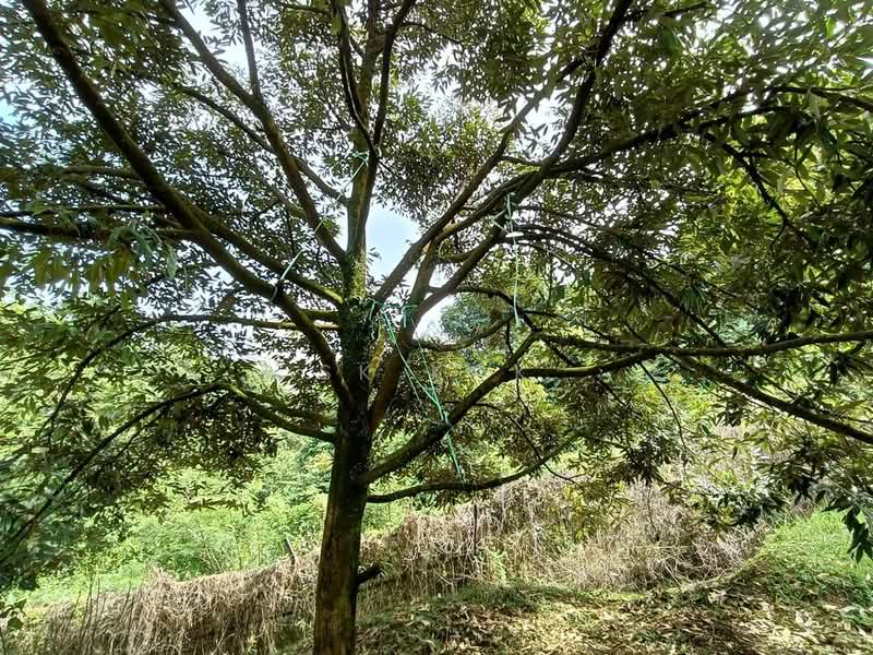Agricultural Land for Sale in Gopeng (Perak) - SK Kok - PropertyGuru.com.my