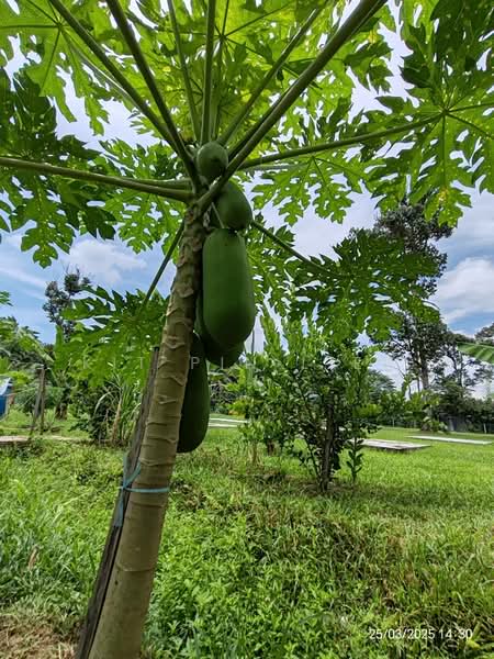 Agricultural Land for Sale in Bidor (Perak) - Kit Pin Liew - PropertyGuru.com.my