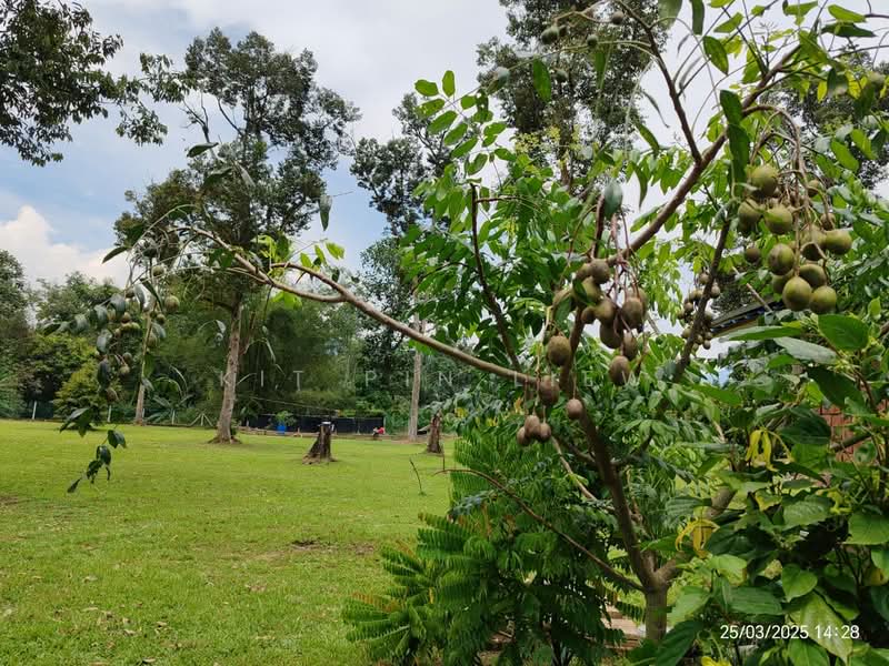 Agricultural Land for Sale in Bidor (Perak) - Kit Pin Liew - PropertyGuru.com.my