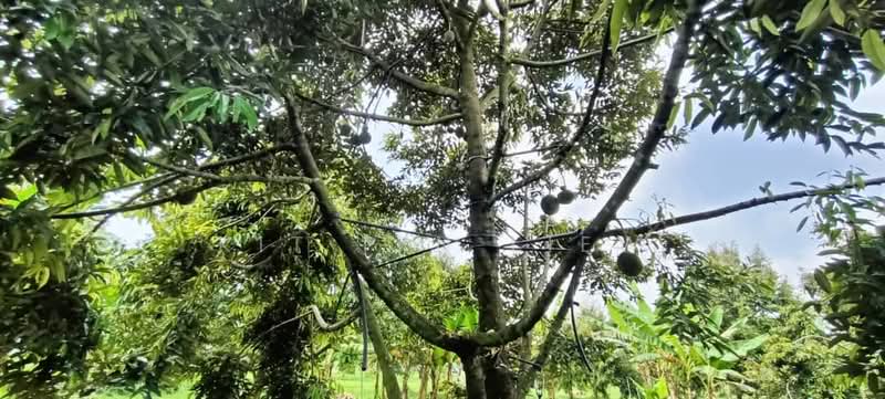 Tanah Pertanian untuk Dijual di Gopeng (Perak) - Kit Pin Liew - PropertyGuru.com.my