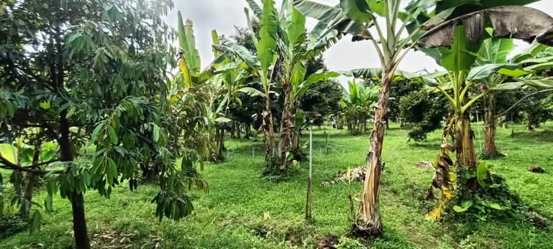 Tanah Pertanian untuk Dijual di Gopeng (Perak) - Kit Pin Liew - PropertyGuru.com.my