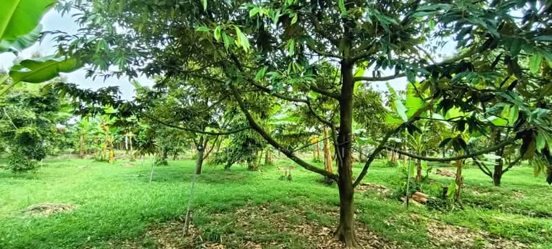 Tanah Pertanian untuk Dijual di Gopeng (Perak) - Kit Pin Liew - PropertyGuru.com.my