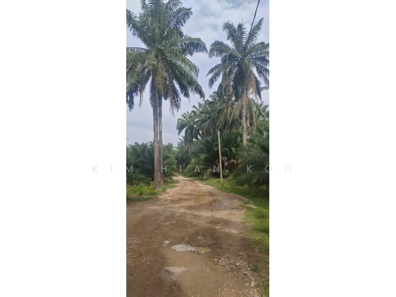 Agricultural Land for Sale in Temerloh (Pahang) - Kim Hian Koh - Exterior - PropertyGuru.com.my