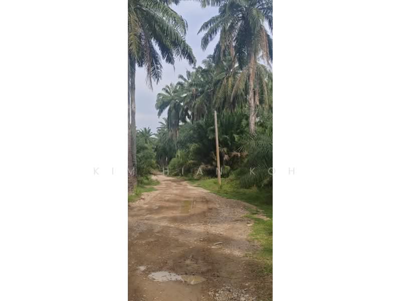 Agricultural Land for Sale in Temerloh (Pahang) - Kim Hian Koh - Exterior - PropertyGuru.com.my