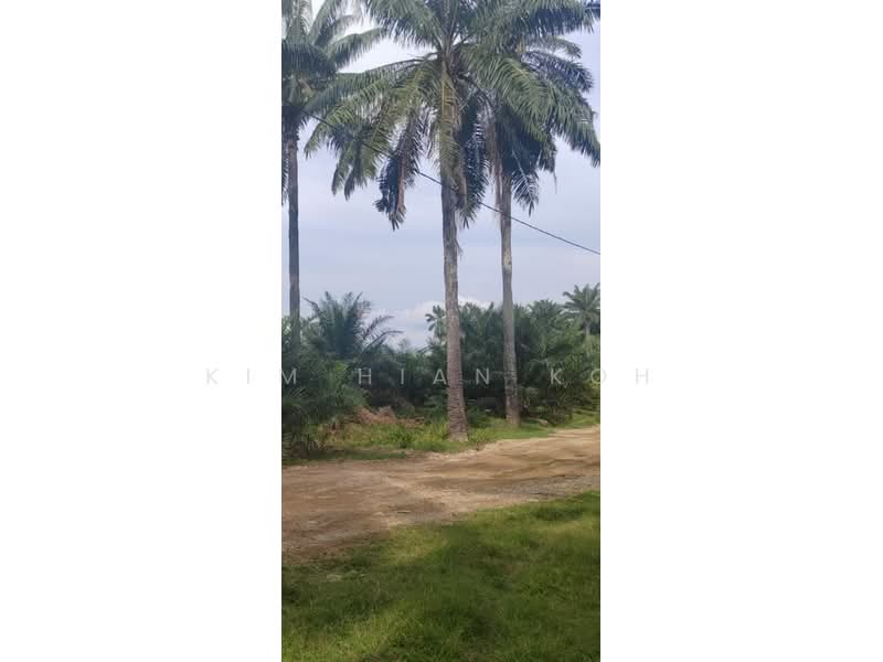 Agricultural Land for Sale in Temerloh (Pahang) - Kim Hian Koh - Exterior - PropertyGuru.com.my