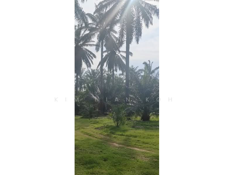 Agricultural Land for Sale in Temerloh (Pahang) - Kim Hian Koh - Garden - PropertyGuru.com.my