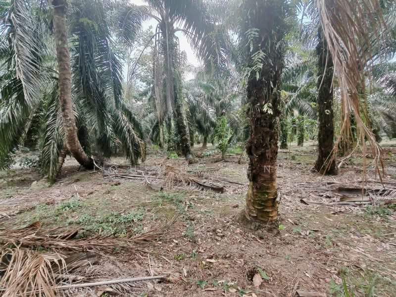 Tanah Pertanian untuk Dijual di Kayu Ara Pasong (Ayer Baloi) - Loh Lee Peng - PropertyGuru.com.my