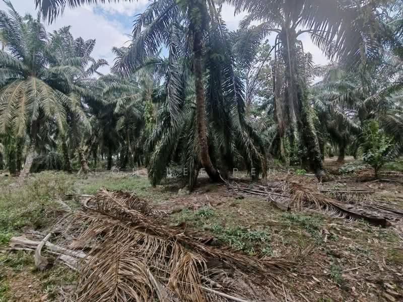 Tanah Pertanian untuk Dijual di Kayu Ara Pasong (Ayer Baloi) - Loh Lee Peng - PropertyGuru.com.my
