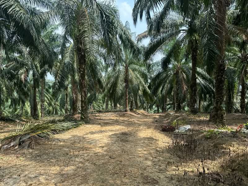 Agricultural Land for Sale in Sega (Pahang) - Shahrol Ariffin - Exterior - PropertyGuru.com.my