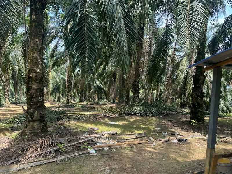 Agricultural Land for Sale in Sega (Pahang) - Shahrol Ariffin - Exterior - PropertyGuru.com.my