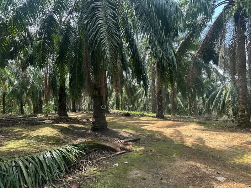 Agricultural Land for Sale in Sega (Pahang) - Shahrol Ariffin - Garden - PropertyGuru.com.my