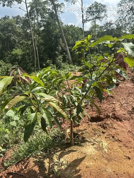 Agricultural Land for Sale in Sega (Pahang) - Shahrol Ariffin - Exterior - PropertyGuru.com.my