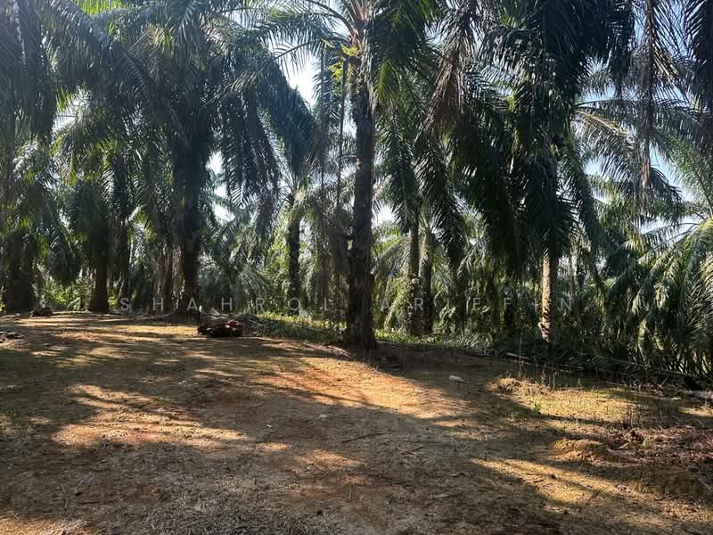 Agricultural Land for Sale in Sega (Pahang) - Shahrol Ariffin - Exterior - PropertyGuru.com.my