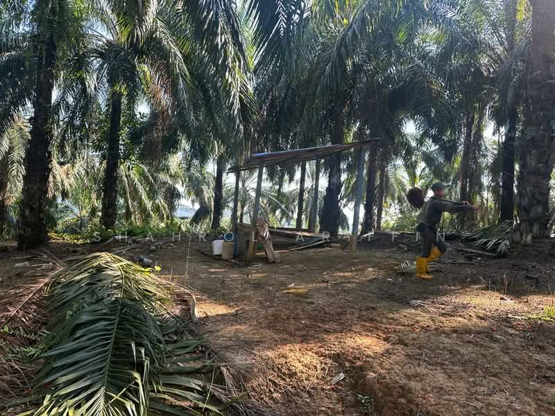 Agricultural Land for Sale in Sega (Pahang) - Shahrol Ariffin - Exterior - PropertyGuru.com.my