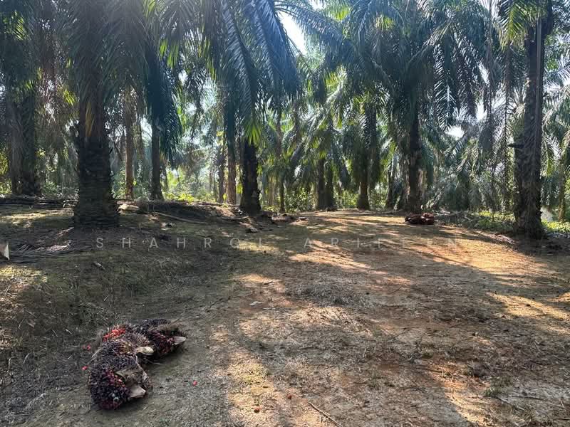 Agricultural Land for Sale in Sega (Pahang) - Shahrol Ariffin - Exterior - PropertyGuru.com.my