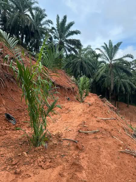 Agricultural Land for Sale in Sega (Pahang) - Shahrol Ariffin - Exterior - PropertyGuru.com.my