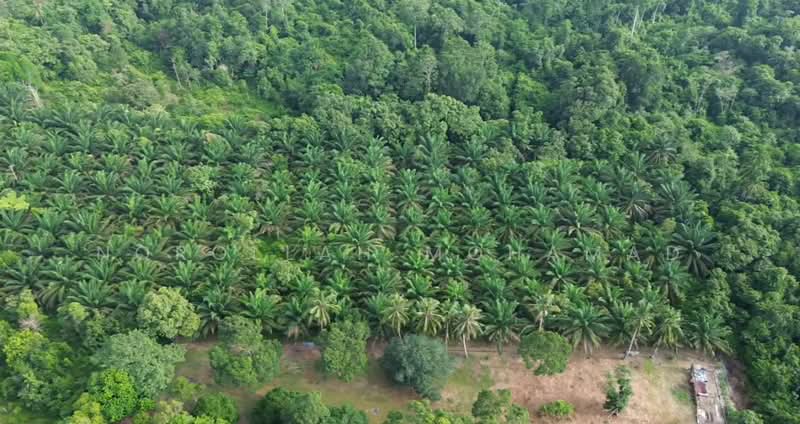Agricultural Land for Sale in Kuantan (Pahang) - NOROLLAH MOHAMAD - Exterior - PropertyGuru.com.my