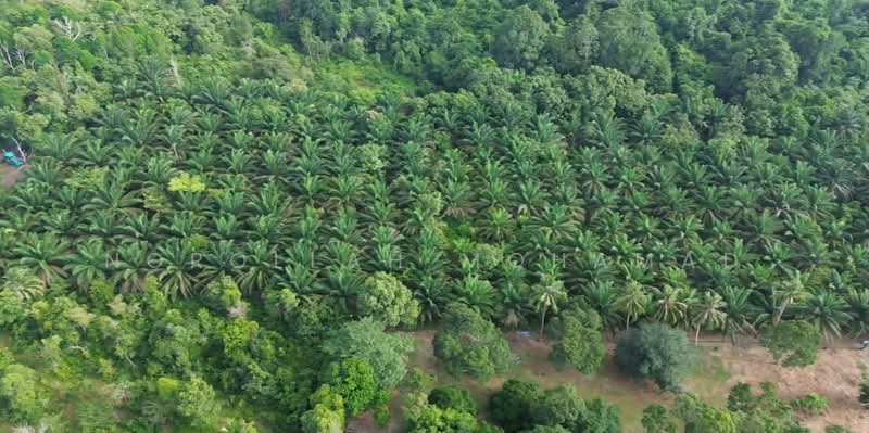 Agricultural Land for Sale in Kuantan (Pahang) - NOROLLAH MOHAMAD - PropertyGuru.com.my