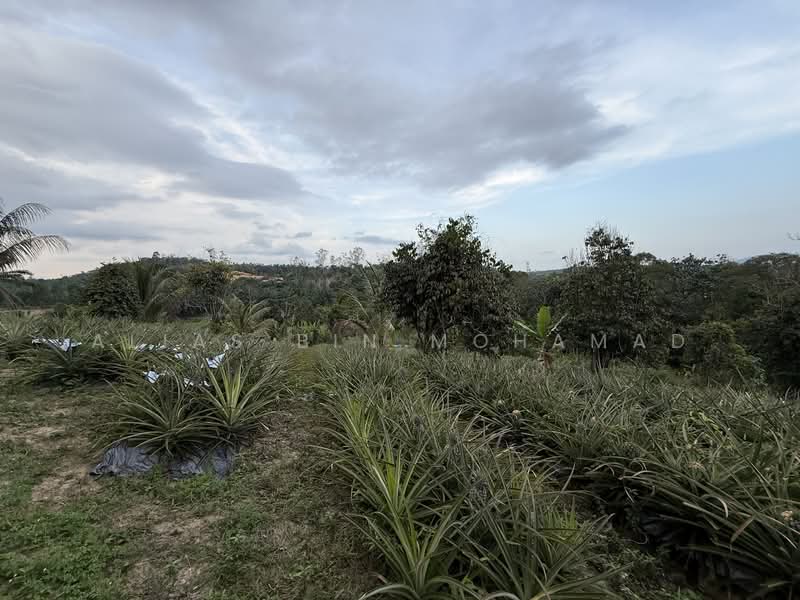 Tanah Pertanian untuk Dijual di Kampung Kuala Telemong (Kuala Telemung) - Alias Bin Mohamad - PropertyGuru.com.my