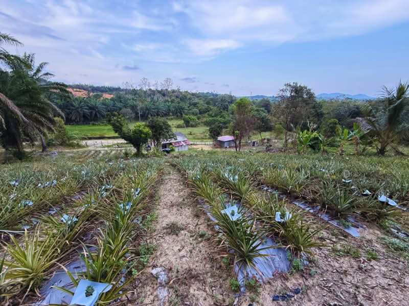 Tanah Pertanian untuk Dijual di Kampung Kuala Telemong (Kuala Telemung) - Alias Bin Mohamad - PropertyGuru.com.my