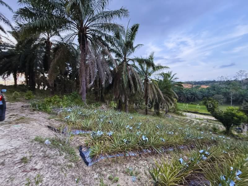 Tanah Pertanian untuk Dijual di Kampung Kuala Telemong (Kuala Telemung) - Alias Bin Mohamad - PropertyGuru.com.my