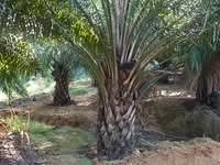 For Sale - Gua Musang
