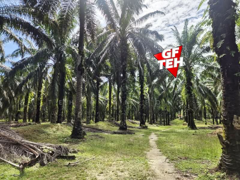 Tanah Pertanian untuk Dijual di Selama (Perak) - Teh Guan Fong - Exterior - PropertyGuru.com.my