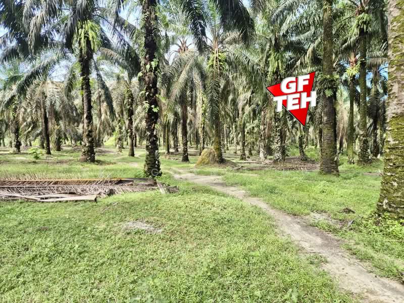 Tanah Pertanian untuk Dijual di Selama (Perak) - Teh Guan Fong - Exterior - PropertyGuru.com.my