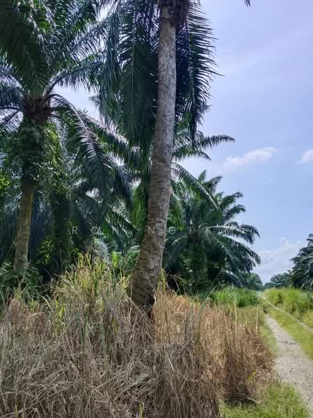 Industrial Land for Sale in Telok Panglima Garang (Selangor) - Ron Ngiam - Exterior - PropertyGuru.com.my