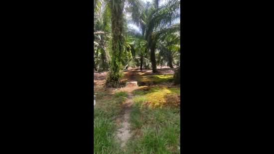Tanah Pertanian untuk Dijual di Kampung Sungai Kelambu (Tanjong Duabelas) - Shahidan Ismail - PropertyGuru.com.my
