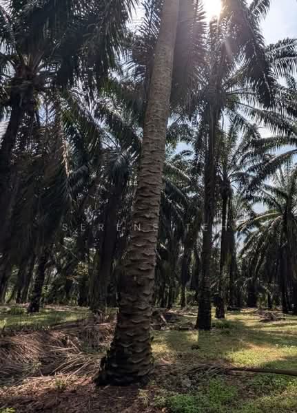 Industrial Land for Sale in Taman Air Bemban (Sedenak) - Serene Teh - Exterior - PropertyGuru.com.my