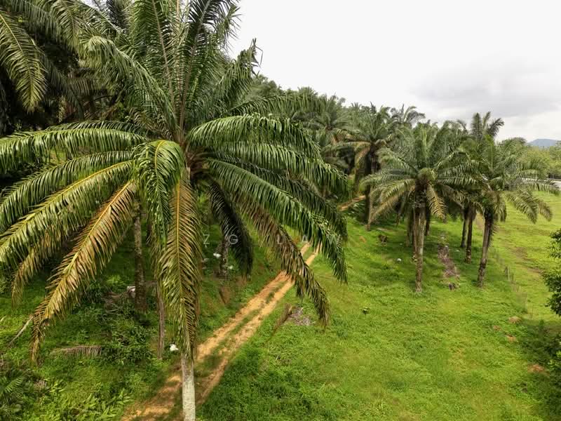 Agricultural Land for Sale in Batu Pahat (Johor) - ZG Law - PropertyGuru.com.my