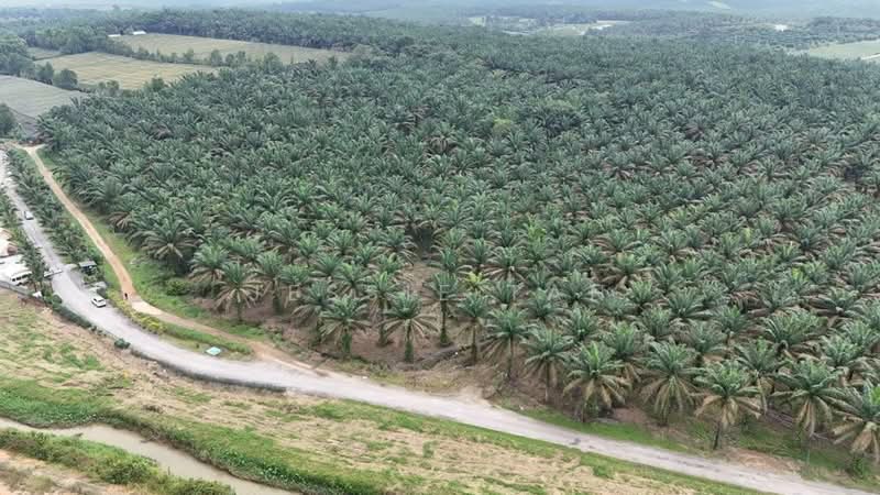 Tanah Pertanian untuk Dijual di Jemaluang (Mersing) - Jessie Tan - Exterior - PropertyGuru.com.my