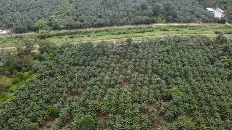 Tanah Pertanian untuk Dijual di Jemaluang (Mersing) - Jessie Tan - PropertyGuru.com.my