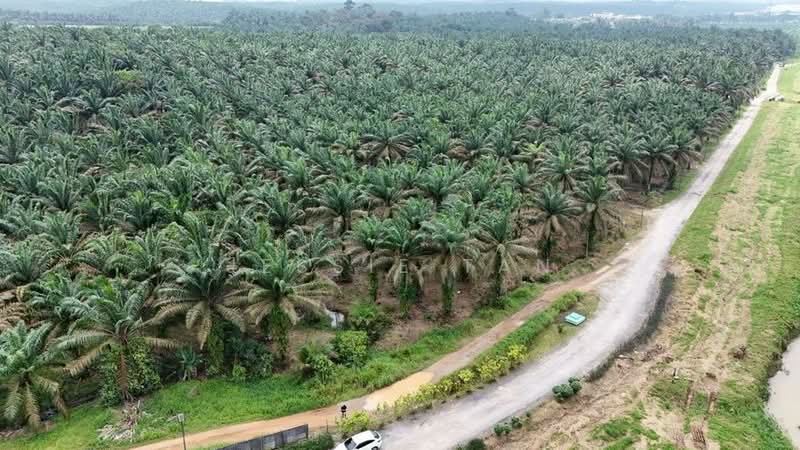 Tanah Pertanian untuk Dijual di Jemaluang (Mersing) - Jessie Tan - Exterior - PropertyGuru.com.my