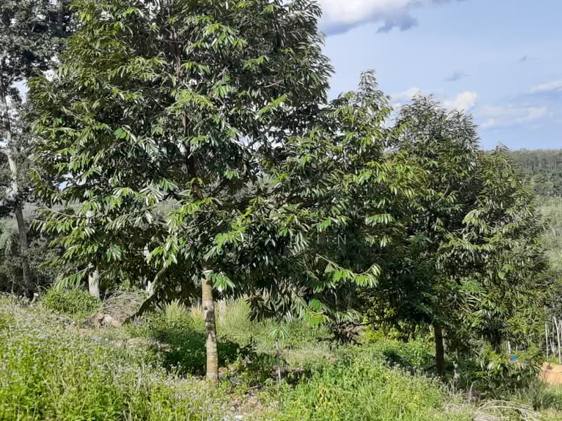 Tanah Pertanian untuk Dijual di Kuala Klawang (Negeri Sembilan) - Lai Din - Exterior - PropertyGuru.com.my