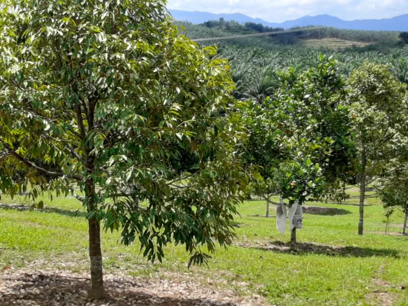 Tanah Pertanian untuk Dijual di Kuala Klawang (Negeri Sembilan) - Lai Din - Garden - PropertyGuru.com.my