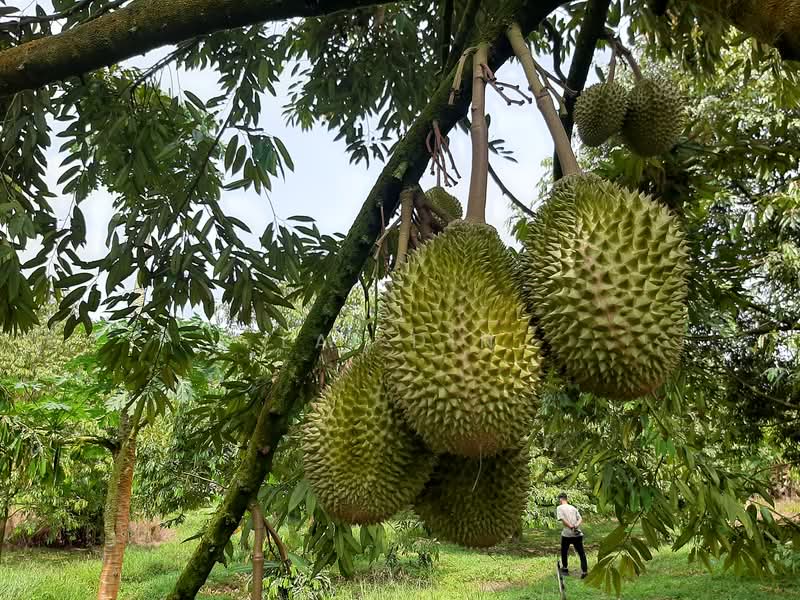 Tanah Pertanian untuk Dijual di Kuala Klawang (Negeri Sembilan) - Lai Din - Exterior - PropertyGuru.com.my