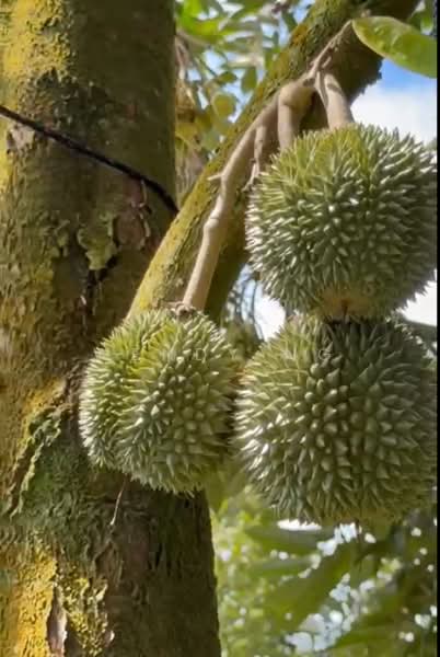 Agricultural Land for Sale in Lembah Beringin (Sungai Gumut) - Wendy Ng - Exterior - PropertyGuru.com.my