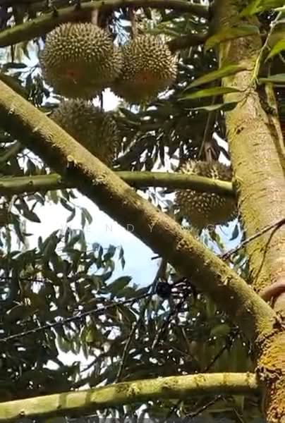 Agricultural Land for Sale in Lembah Beringin (Sungai Gumut) - Wendy Ng - Exterior - PropertyGuru.com.my