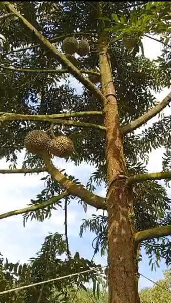 Agricultural Land for Sale in Lembah Beringin (Sungai Gumut) - Wendy Ng - Exterior - PropertyGuru.com.my